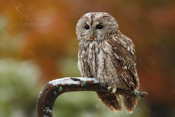 Puštík bělavý (Strix uralensis), Puštík bělavý (Strix uralensis), Ural Owl, Autor: Ondřej Prosický | NaturePhoto.cz, Model: Canon EOS-1D Mark III, Objektiv: Canon EF 400mm f/5.6 L USM,Ohnisková vzdálenost (EQ35mm): 520 mm, stativ Gitzo 1227 LVL, Clona: 5.6, Doba expozice: 1/60 s, ISO: 400, Kompenzace expozice: +1/3, Blesk: Ne, Vytvořeno: 21. října 2007 8:35:12, sokolnicky vedený pták, Křižánky, Vysočina (Česko)