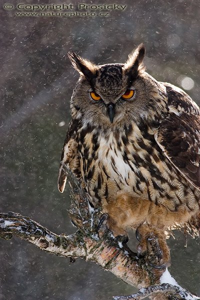 Výr velký (Bubo bubo), Výr velký (Bubo bubo), Autor: Ondřej Prosický, Model aparátu: Canon EOS 300D DIGITAL, Objektiv: Canon EF 400mm f/5.6 L USM, Ohnisková vzdálenost: 400.00 mm, Clona: 10.00, Doba expozice: 1/200 s, ISO: 100, Vyvážení expozice: -0.63, Blesk: Ano, Workshop "Fotografování ptáků v přírodě"