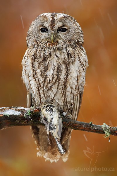 Puštík bělavý (Strix uralensis), Puštík bělavý (Strix uralensis), Ural Owl, Autor: Ondřej Prosický | NaturePhoto.cz, Model: Canon EOS-1D Mark III, Objektiv: Canon EF 400mm f/5.6 L USM,Ohnisková vzdálenost (EQ35mm): 520 mm, stativ Gitzo 1227 LVL, Clona: 5.6, Doba expozice: 1/80 s, ISO: 250, Kompenzace expozice: -1/3, Blesk: Ano, Vytvořeno: 21. října 2007 8:47:09, sokolnicky vedený pták, Křižánky, Vysočina (Česko)