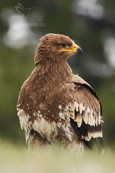 Orel stepní (Aquila nipalensis), Orel stepní (Aquila nipalensis), Steppe Eagle, Autor: Ondřej Prosický | NaturePhoto.cz, Model: Canon EOS-1D Mark III, Objektiv: Canon EF 400mm f/5.6 L USM,Ohnisková vzdálenost (EQ35mm): 520 mm, fotografováno z ruky, Clona: 6.3, Doba expozice: 1/500 s, ISO: 640, Kompenzace expozice: 0, Blesk: Ne, Vytvořeno: 20. října 2007 14:19:28, sokolnicky vedený pták, Křižánky, Vysočina (Česko)