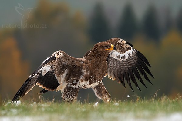 Orel stepní (Aquila nipalensis), Orel stepní (Aquila nipalensis), Steppe Eagle, Autor: Ondřej Prosický | NaturePhoto.cz, Model: Canon EOS-1D Mark III, Objektiv: Canon EF 400mm f/5.6 L USM,Ohnisková vzdálenost (EQ35mm): 520 mm, fotografováno z ruky, Clona: 6.3, Doba expozice: 1/1000 s, ISO: 640, Kompenzace expozice: -1/3, Blesk: Ne, Vytvořeno: 20. října 2007 14:29:42, sokolnicky vedený pták, Křižánky, Vysočina (Česko)