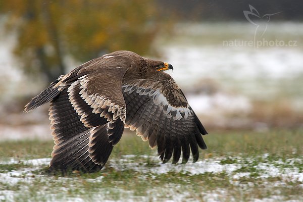 Orel stepní (Aquila nipalensis), Orel stepní (Aquila nipalensis), Steppe Eagle, Autor: Ondřej Prosický | NaturePhoto.cz, Model: Canon EOS-1D Mark III, Objektiv: Canon EF 400mm f/5.6 L USM,Ohnisková vzdálenost (EQ35mm): 520 mm, fotografováno z ruky, Clona: 6.3, Doba expozice: 1/800 s, ISO: 800, Kompenzace expozice: 0, Blesk: Ne, Vytvořeno: 20. října 2007 14:10:57, sokolnicky vedený pták, Křižánky, Vysočina (Česko)