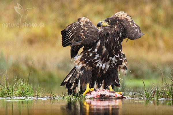 Orel mořský (Haliaeetus albicilla), Orel mořský (Haliaeetus albicilla), White-tailed Eagle, Autor: Ondřej Prosický | NaturePhoto.cz, Model: Canon EOS-1D Mark III, Objektiv: Canon EF 400mm f/5.6 L USM,Ohnisková vzdálenost (EQ35mm): 520 mm, fotografováno z ruky, Clona: 6.3, Doba expozice: 1/640 s, ISO: 640, Kompenzace expozice: 0, Blesk: Ne, Vytvořeno: 21. října 2007 13:16:57, sokolnicky vedený pták, Křižánky, Vysočina (Česko)