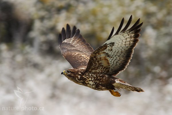 Káně lesní (Buteo buteo), Káně lesní (Buteo buteo), Common Buzzard, Autor: Ondřej Prosický | NaturePhoto.cz, Model: Canon EOS-1D Mark III, Objektiv: Canon EF 200mm f/2.8 L USM + TC Canon 1,4x,Ohnisková vzdálenost (EQ35mm): 364 mm, fotografováno z ruky, Clona: 5.0, Doba expozice: 1/640 s, ISO: 500, Kompenzace expozice: 0, Blesk: Ne, Vytvořeno: 21. října 2007 11:05:31, sokolnicky vedený pták, Křižánky, Vysočina (Česko)