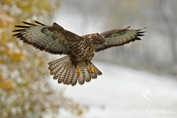 Káně lesní (Buteo buteo), Káně lesní (Buteo buteo), Common Buzzard, Autor: Ondřej Prosický | NaturePhoto.cz, Model: Canon EOS-1D Mark III, Objektiv: Canon EF 200mm f/2.8 L USM + TC Canon 1,4x, Ohnisková vzdálenost (EQ35mm): 364 mm, fotografováno z ruky, Clona: 4.5, Doba expozice: 1/800 s, ISO: 500, Kompenzace expozice: 0, Blesk: Ne, Vytvořeno: 21. října 2007 11:12, sokolnicky vedený pták, Křižánky, Vysočina (Česko)