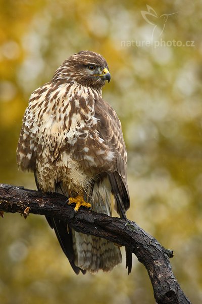Káně lesní (Buteo buteo), Káně lesní (Buteo buteo), Common Buzzard, Autor: Ondřej Prosický | NaturePhoto.cz, Model: Canon EOS-1D Mark III, Objektiv: Canon EF 400mm f/5.6 L USM,Ohnisková vzdálenost (EQ35mm): 520 mm, stativ Gitzo 1227 LVL, Clona: 5.6, Doba expozice: 1/160 s, ISO: 320, Kompenzace expozice: 0, Blesk: Ano, Vytvořeno: 21. října 2007 11:40:42, sokolnicky vedený pták, Křižánky, Vysočina (Česko)
