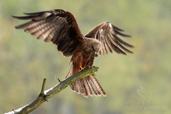 Luňák hnědý (Milvus migrans), Luňák hnědý (Milvus migrans), Black Kite, Autor: Ondřej Prosický | NaturePhoto.cz, Model: Canon EOS-1D Mark III, Objektiv: Canon EF 400mm f/5.6 L USM,Ohnisková vzdálenost (EQ35mm): 520 mm, stativ Gitzo 1227 LVL, Clona: 5.6, Doba expozice: 1/200 s, ISO: 400, Kompenzace expozice: +1/3, Blesk: Ne, Vytvořeno: 20. října 2007 11:26:26, sokolnicky vedený pták, Křižánky, Vysočina (Česko)