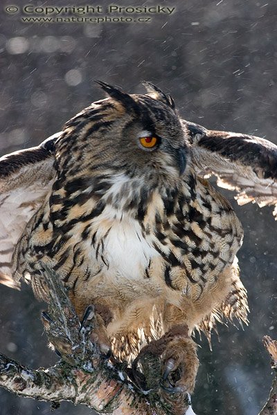 Výr velký (Bubo bubo), Výr velký (Bubo bubo), Autor: Ondřej Prosický, Model aparátu: Canon EOS 300D DIGITAL, Objektiv: Canon EF 400mm f/5.6 L USM, Ohnisková vzdálenost: 400.00 mm, Clona: 10.00, Doba expozice: 1/200 s, ISO: 100, Vyvážení expozice: -0.63, Blesk: Ano, Workshop "Fotografování ptáků v přírodě"