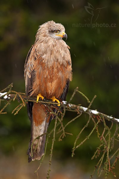 Luňák hnědý (Milvus migrans), Luňák hnědý (Milvus migrans), Black Kite, Autor: Ondřej Prosický | NaturePhoto.cz, Model: Canon EOS-1D Mark III, Objektiv: Canon EF 400mm f/5.6 L USM, Ohnisková vzdálenost (EQ35mm): 520 mm, stativ Gitzo 1227 LVL, Clona: 5.6, Doba expozice: 1/125 s, ISO: 125, Kompenzace expozice: -1, Blesk: Ano, Vytvořeno: 20. října 2007 11:50:11, sokolnicky vedený pták, Křižánky, Vysočina (Česko)