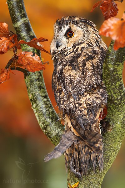 Kalous ušatý (Asio otus), Kalous ušatý (Asio otus), Long-eared Owl, Autor: Ondřej Prosický | NaturePhoto.cz, Model: Canon EOS-1D Mark III, Objektiv: Canon EF 400mm f/5.6 L USM,Ohnisková vzdálenost (EQ35mm): 364 mm, stativ Gitzo 1227 LVL, Clona: 5.0, Doba expozice: 1/60 s, ISO: 250, Kompenzace expozice: -2/3, Blesk: Ano, Vytvořeno: 21. října 2007 9:48:30, sokolnicky vedený pták, Křižánky, Vysočina (Česko)