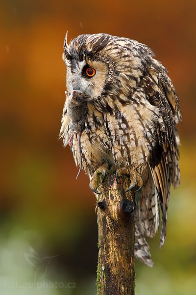 Kalous ušatý (Asio otus), Kalous ušatý (Asio otus), Long-eared Owl, Autor: Ondřej Prosický | NaturePhoto.cz, Model: Canon EOS-1D Mark III, Objektiv: Canon EF 400mm f/5.6 L USM,Ohnisková vzdálenost (EQ35mm): 364 mm, stativ Gitzo 1227 LVL, Clona: 4.5, Doba expozice: 1/200 s, ISO: 400, Kompenzace expozice: -2/3, Blesk: Ano, Vytvořeno: 21. října 2007 9:24:38, sokolnicky vedený pták, Křižánky, Vysočina (Česko)