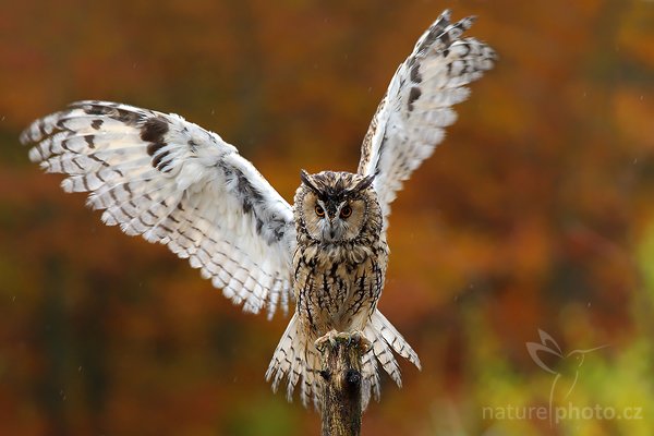 Kalous ušatý (Asio otus), Kalous ušatý (Asio otus), Long-eared Owl, Autor: Ondřej Prosický | NaturePhoto.cz, Model: Canon EOS-1D Mark III, Objektiv: Canon EF 400mm f/5.6 L USM,Ohnisková vzdálenost (EQ35mm): 364 mm, fotografováno z ruky, Clona: 5.0, Doba expozice: 1/320 s, ISO: 400, Kompenzace expozice: -2/3, Blesk: Ne, Vytvořeno: 21. října 2007 9:32:21, sokolnicky vedený pták, Křižánky, Vysočina (Česko)