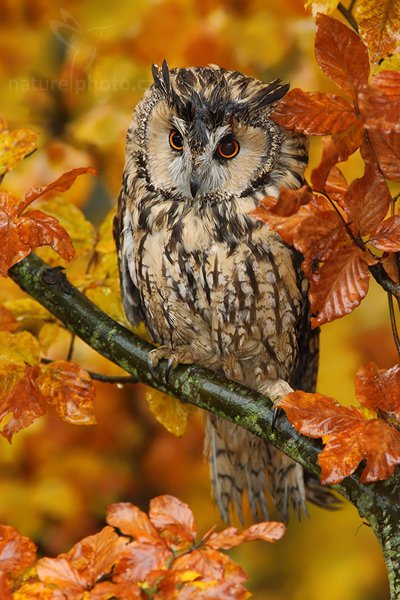 Kalous ušatý (Asio otus), Kalous ušatý (Asio otus), Long-eared Owl, Autor: Ondřej Prosický | NaturePhoto.cz, Model: Canon EOS-1D Mark III, Objektiv: Canon EF 200mm f/2.8 L USM + TC Canon 1,4x,Ohnisková vzdálenost (EQ35mm): 364 mm, stativ Gitzo 1227 LVL, Clona: 5.0, Doba expozice: 1/125 s, ISO: 400, Kompenzace expozice: -2/3, Blesk: Ano, Vytvořeno: 21. října 2007 9:39:05, sokolnicky vedený pták, Křižánky, Vysočina (Česko)