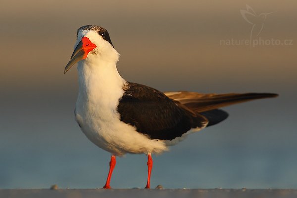 Zoboun americký (Rynchops niger), Zoboun americký (Rynchops niger), Black Skimmer, Autor: Ondřej Prosický | NaturePhoto.cz, Model: Canon EOS-1D Mark II N, Objektiv: Canon EF 300mm f/2.8 L IS USM + TC Canon 2x , Ohnisková vzdálenost (EQ35mm): 780.00 mm, fotografováno z ruky (IS zapnuto), Clona: 7.1, Doba expozice: 1/800 s, ISO: 320, Kompenzace expozice: 0, Blesk: Ano, Vytvořeno: 19. ledna 2007 17:37:07, Ft. Myers, Florida (USA)