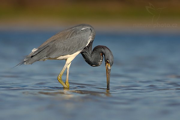 Volavka tříbarvá (Egretta tricolor), Volavka tříbarvá (Egretta tricolor), Tricolored Heron, Autor: Ondřej Prosický | NaturePhoto.cz, Aparát: Canon EOS-1D Mark II N, Objektiv: Canon EF 400mm f/5.6 L USM ,Ohnisková vzdálenost (EQ35mm): 520 mm, fotografováno z ruky, Clona: 6.3, Doba expozice: 1/1000 s, ISO: 125, Kompenzace expozice: +1/3, Blesk: Ne, Vytvořeno: 15. ledna 2007 9:59:26, Ft. Myers, Florida (USA)