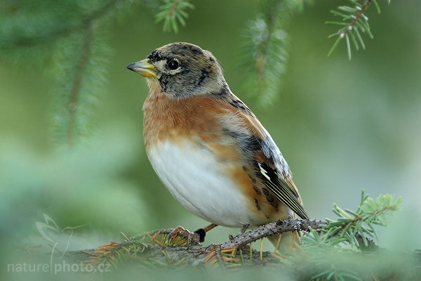 Pěnkava jikavec (Fringilla montifringilla), Pěnkava jikavec (Fringilla montifringilla), Brambling, Autor: Ondřej Prosický | NaturePhoto.cz, Model: Canon EOS-1D Mark III, Objektiv: Canon EF 400mm f/5.6 L USM,Ohnisková vzdálenost (EQ35mm): 520 mm, stativ Gitzo 1227, Clona: 5.6, Doba expozice: 1/200 s, ISO: 1000, Kompenzace expozice: -1/3, Blesk: Ano, Vytvořeno: 22. září 2007 16:47:36, Hluboká nad Vltavou (Česko)