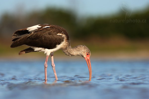 Ibis bílý (Eudocimus albus), Ibis bílý (Eudocimus albus), Autor: Ondřej Prosický | NaturePhoto.cz, Aparát: Canon EOS-1D Mark II N, Objektiv: Canon EF 400mm f/5.6 L USM, Ohnisková vzdálenost (EQ35mm): 520 mm, fotografováno z ruky, Clona: 6.3, Doba expozice: 1/640 s, ISO: 100, Kompenzace expozice: +1/3, Blesk: Ne, Vytvořeno: 15. ledna 2007 9:52:27, Ft. Myers, Florida (USA)