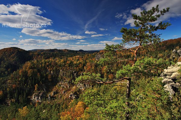 Borovice, Borovice u Vilemíniny vyhlídky, Autor: Ondřej Prosický | NaturePhoto.cz, Model: Canon EOS-1D Mark III, Objektiv: Canon EF 17-40mm f/4 L USM,Ohnisková vzdálenost (EQ35mm): 22 mm,stativ Gitzo 1227 LVL, Clona: 16, Doba expozice: 1/8 s, ISO: 100, Kompenzace expozice: -1/3, Blesk: Ne, Vytvořeno: 13. října 2007 15:20:58, NP České Švýcarsko (Česko)