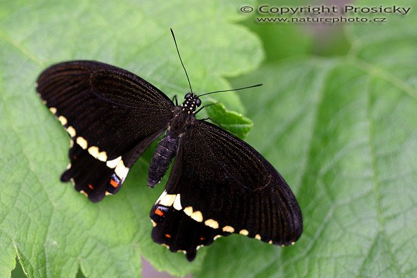 Common Mormon (Papilio polytes), Autor: Ondřej Prosický, Model aparátu: Canon EOS 300D DIGITAL, Objektiv: Canon EF 100mm f/2.8 Macro USM, Clona: 2.80, Doba expozice: 1/200 s, ISO: 200, Vyvážení expozice: 1.00, Blesk: Ne, Výstava exotických motýlů, skleník Fatamorgana (Botanická zahrada, Praha - Troja)