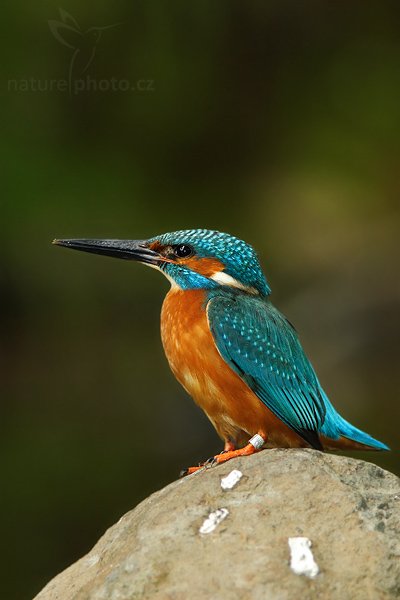 Ledňáček říční (Alcedo atthis), Ledňáček říční (Alcedo atthis), Common Kingfisher, Autor: Ondřej Prosický | NaturePhoto.cz, Model: Canon EOS 20D, Objektiv: Canon EF 200mm f/2.8 L USM + TC Canon 1,4x, Ohnisková vzdálenost (EQ35mm): 448 mm, stativ Gitzo 1227 LVL, Clona: 4.0, Doba expozice: 1/100 s, ISO: 400, Kompenzace expozice: -2/3, Blesk: Ano, Vytvořeno: 9. června 2007 16:41:56, Valteřice (Česko)