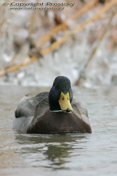 Kachna divoká (Anas platyrhynchos), Na Berounce, nedaleko Černošic