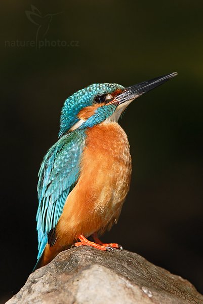 Ledňáček říční (Alcedo atthis), Ledňáček říční (Alcedo atthis), Common Kingfisher, Autor: Ondřej Prosický | NaturePhoto.cz, Model: Canon EOS 20D, Objektiv: Canon EF 200mm f/2.8 L USM + TC Canon 1,4x, Ohnisková vzdálenost (EQ35mm): 448 mm, stativ Gitzo 1227 LVL, Clona: 5.6, Doba expozice: 1/250 s, ISO: 200, Kompenzace expozice: -2/3, Blesk: Ano, Vytvořeno: 10. června 2007 9:08:51, Valteřice (Česko)