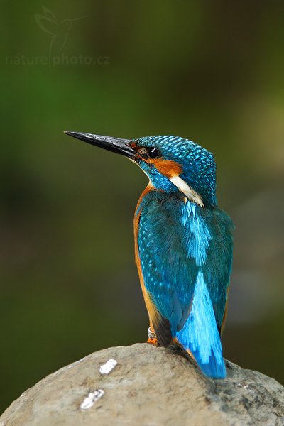 Ledňáček říční (Alcedo atthis), Ledňáček říční (Alcedo atthis), Common Kingfisher, Autor: Ondřej Prosický | NaturePhoto.cz, Model: Canon EOS 20D, Objektiv: Canon EF 200mm f/2.8 L USM + TC Canon 1,4x, Ohnisková vzdálenost (EQ35mm): 448 mm, stativ Gitzo 1227 LVL, Clona: 4.0, Doba expozice: 1/40 s, ISO: 200, Kompenzace expozice: -2/3, Blesk: Ano, Vytvořeno: 9. června 2007 16:22:35, Valteřice (Česko)