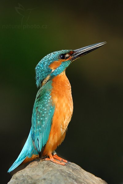 Ledňáček říční (Alcedo atthis), Ledňáček říční (Alcedo atthis), Common Kingfisher, Autor: Ondřej Prosický | NaturePhoto.cz, Model: Canon EOS 20D, Objektiv: Canon EF 200mm f/2.8 L USM + TC Canon 1,4x, Ohnisková vzdálenost (EQ35mm): 448 mm, stativ Gitzo 1227 LVL, Clona: 4.0, Doba expozice: 1/100 s, ISO: 400, Kompenzace expozice: -2/3, Blesk: Ne, Vytvořeno: 9. června 2007 7:43:38, Valteřice (Česko)