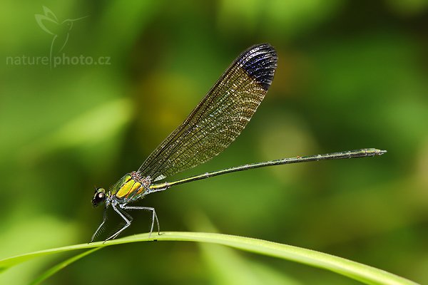 Black-tipped Flashwing (Vestalis apicalis nigrescens), Black-tipped Flashwing (Vestalis apicalis nigrescens), Autor: Ondřej Prosický | NaturePhoto.cz, Model: Canon EOS-1D Mark III, Objektiv: Canon EF 100mm f/2.8 Macro USM, Ohnisková vzdálenost (EQ35mm): 130 mm, fotografováno z ruky, Clona: 5.6, Doba expozice: 1/80 s, ISO: 200, Kompenzace expozice: -2/3, Blesk: Ano, Vytvořeno: 3. prosince 2007 8:31:13, Sinharaja Forest (Sri Lanka)