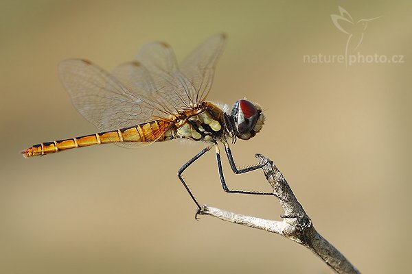 Scarlet Basker (Urothemis signata), Scarlet Basker (Urothemis signata), Autor: Ondřej Prosický | NaturePhoto.cz, Model: Canon EOS-1D Mark III, Objektiv: Canon EF 100mm f/2.8 Macro USM, Ohnisková vzdálenost (EQ35mm): 130 mm, fotografováno z ruky, Clona: 6.3, Doba expozice: 1/500 s, ISO: 160, Kompenzace expozice: -2/3, Blesk: Ne, Vytvořeno: 28. listopadu 2007 14:44:30, Tissamaharama (Sri Lanka)