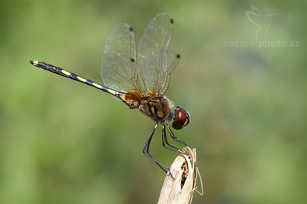 Dancing dropwing (Trithemis pallidinervis), Dancing dropwing (Trithemis pallidinervis), Autor: Ondřej Prosický | NaturePhoto.cz, Model: Canon EOS-1D Mark III, Objektiv: Canon EF 100mm f/2.8 Macro USM, Ohnisková vzdálenost (EQ35mm): 130 mm, fotografováno z ruky, Clona: 8.0, Doba expozice: 1/320 s, ISO: 400, Kompenzace expozice: -1/3, Blesk: Ne, Vytvořeno: 27. listopadu 2007 13:43:50, Tissamaharama (Sri Lanka)