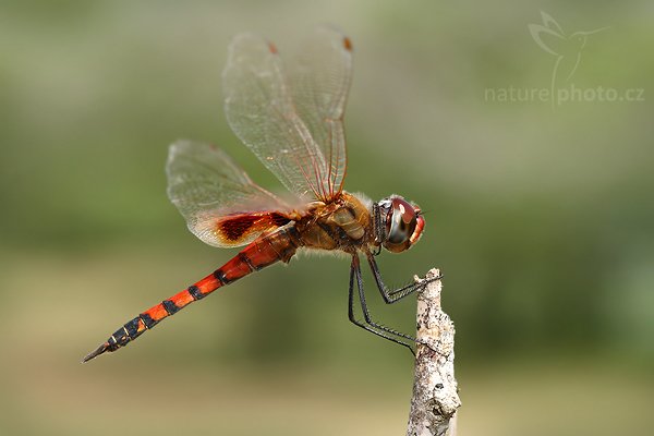 Sociable Glider (Tramea limbata), Sociable Glider (Tramea limbata), Autor: Ondřej Prosický | NaturePhoto.cz, Model: Canon EOS-1D Mark III, Objektiv: Canon EF 100mm f/2.8 Macro USM, Ohnisková vzdálenost (EQ35mm): 130 mm, fotografováno z ruky, Clona: 8.0, Doba expozice: 1/160 s, ISO: 100, Kompenzace expozice: -2/3, Blesk: Ano, Vytvořeno: 28. listopadu 2007 13:11:47, Bundala National Park (Sri Lanka)