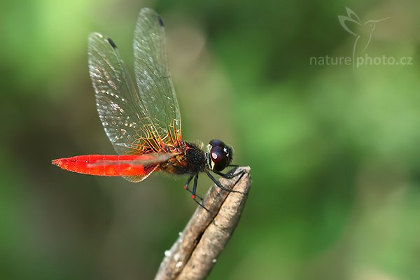 Elusive Adjutant (Aethriamanta brevipennis), Elusive Adjutant (Aethriamanta brevipennis), Autor: Ondřej Prosický | NaturePhoto.cz, Model: Canon EOS-1D Mark III, Objektiv: Canon EF 100mm f/2.8 Macro USM, Ohnisková vzdálenost (EQ35mm): 130 mm, fotografováno z ruky, Clona: 8.0, Doba expozice: 1/80 s, ISO: 400, Kompenzace expozice: -1/3, Blesk: Ne, Vytvořeno: 29. listopadu 2007 11:26:03, Tissamaharama (Sri Lanka)