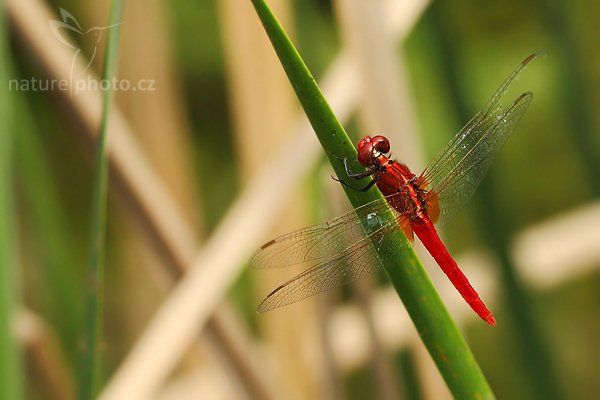 Spine-legged Redbolt (Rhodothemis rufa), Spine-legged Redbolt (Rhodothemis rufa), Autor: Ondřej Prosický | NaturePhoto.cz, Model: Canon EOS-1D Mark III, Objektiv: Canon EF 100mm f/2.8 Macro USM, Ohnisková vzdálenost (EQ35mm): 130 mm, fotografováno z ruky, Clona: 5.0, Doba expozice: 1/640 s, ISO: 250, Kompenzace expozice: -1/3, Blesk: Ne, Vytvořeno: 10. prosince 2007 13:24:23, Tissamaharama (Sri Lanka)