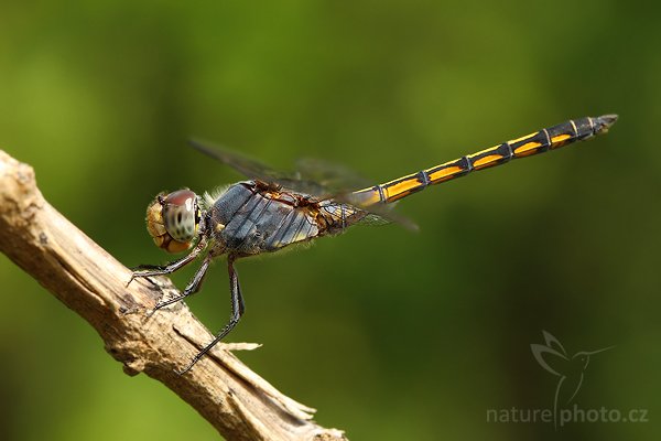 Blue Pursuer (Potarmarcha congener), Blue Pursuer (Potarmarcha congener), Autor: Ondřej Prosický | NaturePhoto.cz, Model: Canon EOS-1D Mark III, Objektiv: Canon EF 100mm f/2.8 Macro USM, Ohnisková vzdálenost (EQ35mm): 130 mm, fotografováno z ruky, Clona: 7.1, Doba expozice: 1/125 s, ISO: 200, Kompenzace expozice: -2/3, Blesk: Ne, Vytvořeno: 10. prosince 2007 13:06:53, Tissamaharama (Sri Lanka)