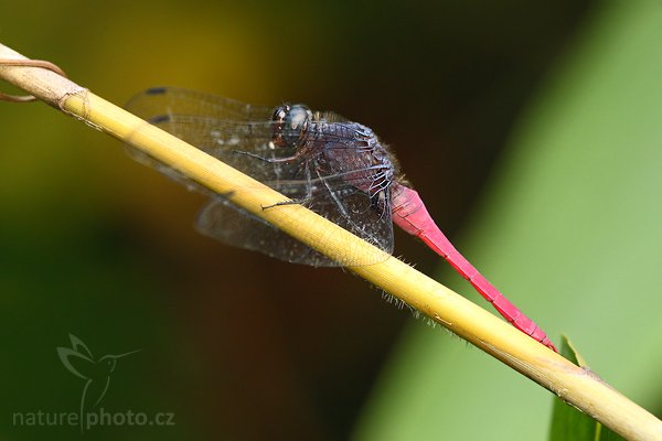 Pink Skimmer (Orthetrum pruinosum), Pink Skimmer (Orthetrum pruinosum), Autor: Ondřej Prosický | NaturePhoto.cz, Model: Canon EOS-1D Mark III, Objektiv: Canon EF 100mm f/2.8 Macro USM, Ohnisková vzdálenost (EQ35mm): 260 mm, fotografováno z ruky, Clona: 5.0, Doba expozice: 1/200 s, ISO: 800, Kompenzace expozice: -2/3, Blesk: Ano, Vytvořeno: 1. prosince 2007 15:03:51, Sinharaja Forest (Sri Lanka)