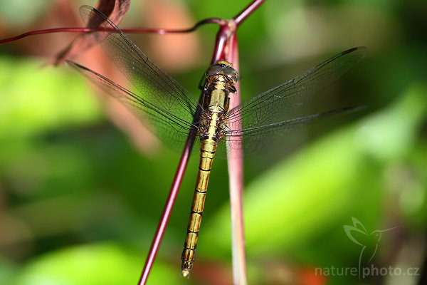 March Skimmer (Orthetrum luzonicum), March Skimmer (Orthetrum luzonicum), Autor: Ondřej Prosický | NaturePhoto.cz, Model: Canon EOS-1D Mark III, Objektiv: Canon EF 100mm f/2.8 Macro USM, Ohnisková vzdálenost (EQ35mm): 130 mm, fotografováno z ruky, Clona: 3.5, Doba expozice: 1/400 s, ISO: 400, Kompenzace expozice: 0, Blesk: Ne, Vytvořeno: 2. prosince 2007 8:18:43, Tissamaharama (Sri Lanka)