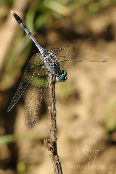 March Skimmer (Orthetrum luzonicum), March Skimmer (Orthetrum luzonicum), Autor: Ondřej Prosický | NaturePhoto.cz, Model: Canon EOS-1D Mark III, Objektiv: Canon EF 100mm f/2.8 Macro USM, Ohnisková vzdálenost (EQ35mm): 130 mm, fotografováno z ruky, Clona: 5.0, Doba expozice: 1/800 s, ISO: 200, Kompenzace expozice: -1, Blesk: Ne, Vytvořeno: 6. prosince 2007 14:33:22, Tissamaharama (Sri Lanka)