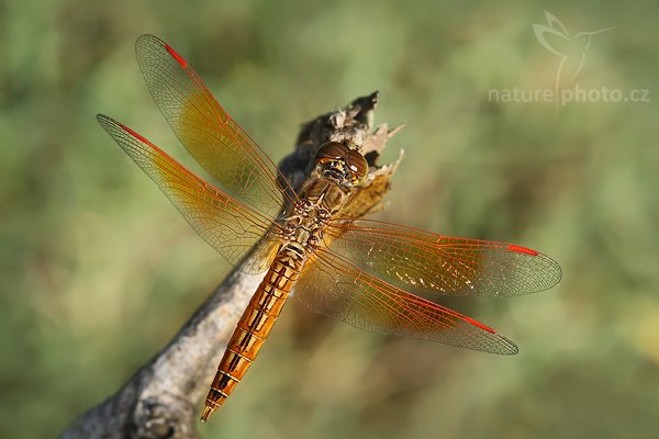 Asian Grounding (Brachythemis contaminata), Asian Grounding (Brachythemis contaminata), Autor: Ondřej Prosický | NaturePhoto.cz, Model: Canon EOS-1D Mark III, Objektiv: Canon EF 100mm f/2.8 Macro USM, Ohnisková vzdálenost (EQ35mm): 130 mm, fotografováno z ruky, Clona: 10, Doba expozice: 1/200 s, ISO: 500, Kompenzace expozice: -2/3, Blesk: Ne, Vytvořeno: 28. listopadu 2007 14:02:06, Tissamaharama (Sri Lanka)