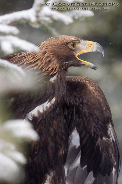 Orel skalní (Aquila chrysaetos), Orel skalní (Aquila chrysaetos), Autor: Ondřej Prosický, Model aparátu: Canon EOS 300D DIGITAL, Objektiv: Canon EF 400mm f/5.6 L USM, monopod Manfrotto 681B + 234RC, Clona: 5.60, Doba expozice: 1/200 s, ISO: 100, Vyvážení expozice: +2/3 EV, Blesk: Ano (Sigma EF-500 DG Super), Workshop "Fotografování ptáků v přírodě"