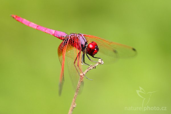 Crimson dropwing (Trithemis aurora), Crimson dropwing (Trithemis aurora), Autor: Ondřej Prosický | NaturePhoto.cz, Model: Canon EOS-1D Mark III, Objektiv: Canon EF 100mm f/2.8 Macro USM, Ohnisková vzdálenost (EQ35mm): 130 mm, fotografováno z ruky, Clona: 5.0, Doba expozice: 1/100 s, ISO: 320, Kompenzace expozice: 0, Blesk: Ano, Vytvořeno: 4. prosince 2007 14:19:09, Uda Walawe (Sri Lanka)