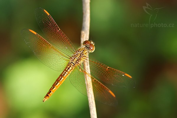 Asian Grounding (Brachythemis contaminata), Asian Grounding (Brachythemis contaminata), Autor: Ondřej Prosický | NaturePhoto.cz, Model: Canon EOS-1D Mark III, Objektiv: Canon EF 100mm f/2.8 Macro USM, Ohnisková vzdálenost (EQ35mm): 130 mm, fotografováno z ruky, Clona: 5.0, Doba expozice: 1/125 s, ISO: 200, Kompenzace expozice: -2/3, Blesk: Ano, Vytvořeno: 27. listopadu 2007 8:39:58, Tissamaharama (Sri Lanka)