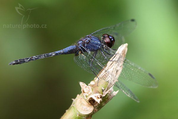 Indigo dropwing (Trithemis festiva), Indigo dropwing (Trithemis festiva), Autor: Ondřej Prosický | NaturePhoto.cz, Model: Canon EOS-1D Mark III, Objektiv: Canon EF 100mm f/2.8 Macro USM, Ohnisková vzdálenost (EQ35mm): 130 mm, fotografováno z ruky, Clona: 5.6, Doba expozice: 1/60 s, ISO: 800, Kompenzace expozice: +1/3, Blesk: Ano, Vytvořeno: 1. prosince 2007 15:53:32, Sinharaja Forest (Sri Lanka)