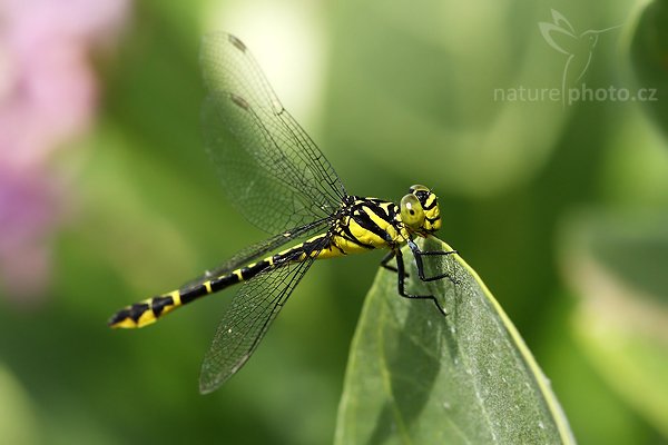 Transvestite Clubtail (Cyclogomphus gynostylus), Transvestite Clubtail (Cyclogomphus gynostylus), Autor: Ondřej Prosický | NaturePhoto.cz, Model: Canon EOS-1D Mark III, Objektiv: Canon EF 100mm f/2.8 Macro USM, Ohnisková vzdálenost (EQ35mm): 130 mm, fotografováno z ruky, Clona: 7.1, Doba expozice: 1/500 s, ISO: 400, Kompenzace expozice: -1/3, Blesk: Ne, Vytvořeno: 30. listopadu 2007 10:44:29, Tissamaharama (Sri Lanka)