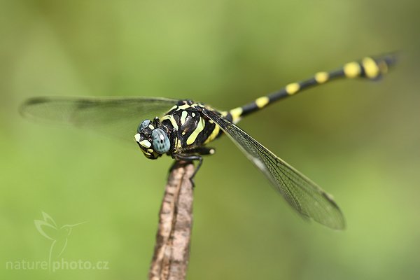 Rapacious Flangetail (Ictinogomphus rapax), Rapacious Flangetail (Ictinogomphus rapax), Autor: Ondřej Prosický | NaturePhoto.cz, Model: Canon EOS-1D Mark III, Objektiv: Canon EF 100mm f/2.8 Macro USM, Ohnisková vzdálenost (EQ35mm): 130 mm, fotografováno z ruky, Clona: 3.2, Doba expozice: 1/1250 s, ISO: 250, Kompenzace expozice: 0, Blesk: Ne, Vytvořeno: 29. listopadu 2007 11:33:27, Tissamaharama (Sri Lanka)