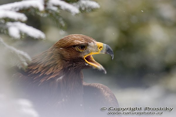 Orel skalní (Aquila chrysaetos), Orel skalní (Aquila chrysaetos), Autor: Ondřej Prosický, Model aparátu: Canon EOS 300D DIGITAL, Objektiv: Canon EF 400mm f/5.6 L USM, monopod Manfrotto 681B + 234RC, Clona: 5.60, Doba expozice: 1/200 s, ISO: 100, Vyvážení expozice: +2/3 EV, Blesk: Ano (Sigma EF-500 DG Super), Workshop "Fotografování ptáků v přírodě"