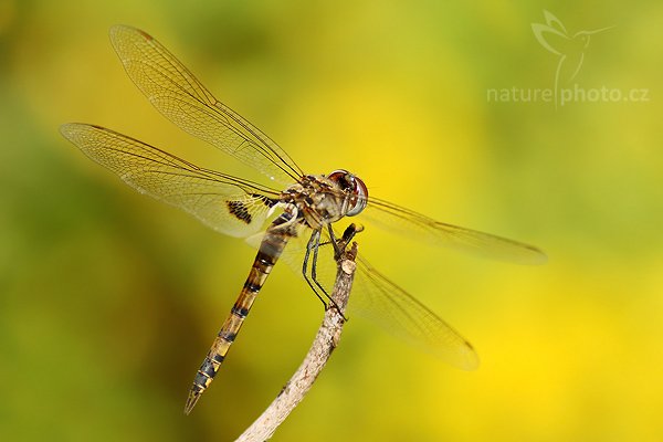 zatím neurčeno, zatím neurčeno, Autor: Ondřej Prosický | NaturePhoto.cz, Model: Canon EOS-1D Mark III, Objektiv: Canon EF 200mm f/2.8 L USM + TC Canon 2x, Ohnisková vzdálenost (EQ35mm): 520 mm, fotografováno z ruky, Clona: 7.1, Doba expozice: 1/1250 s, ISO: 400, Kompenzace expozice: 0, Blesk: Ne, Vytvořeno: 10. prosince 2007 10:44:19, Kirinda, Ruhuna (Sri Lanka)