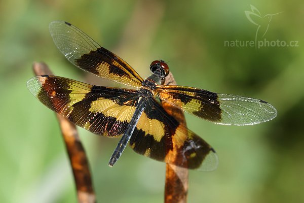 Variegated Flutterer (Rhyothemis variegata), Variegated Flutterer (Rhyothemis variegata), vážka pestrá, Autor: Ondřej Prosický | NaturePhoto.cz, Model: Canon EOS-1D Mark III, Objektiv: Canon EF 100mm f/2.8 Macro USM, Ohnisková vzdálenost (EQ35mm): 130 mm, fotografováno z ruky, Clona: 7.1, Doba expozice: 1/400 s, ISO: 400, Kompenzace expozice: -1/3, Blesk: Ne, Vytvořeno: 29. listopadu 2007 11:20:08, Tissamaharama (Sri Lanka)