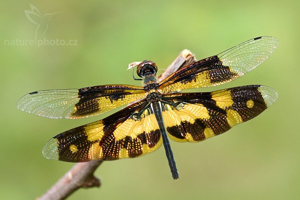 Vážka pestrá (Rhyothemis variegata), Vážka pestrá (Rhyothemis variegata),Variegated Flutterer, Autor: Ondřej Prosický | NaturePhoto.cz, Model: Canon EOS-1D Mark III, Objektiv: Canon EF 100mm f/2.8 Macro USM, Ohnisková vzdálenost (EQ35mm): 130 mm, fotografováno z ruky, Clona: 5.0, Doba expozice: 1/160 s, ISO: 400, Kompenzace expozice: +1/3, Blesk: Ne, Vytvořeno: 27. listopadu 2007 12:43:46, Tissamaharama (Sri Lanka)