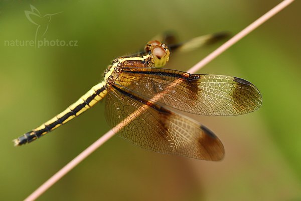 Pied Parasol (Neurothemis tullia), Pied Parasol (Neurothemis tullia), Autor: Ondřej Prosický | NaturePhoto.cz, Model: Canon EOS-1D Mark III, Objektiv: Canon EF 100mm f/2.8 Macro USM, Ohnisková vzdálenost (EQ35mm): 130 mm, fotografováno z ruky, Clona: 3.5, Doba expozice: 1/160 s, ISO: 500, Kompenzace expozice: 0, Blesk: Ne, Vytvořeno: 2. prosince 2007 13:15:00, Sinharaja Forest (Sri Lanka)